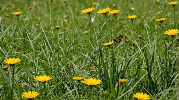 Les impacts du changement climatique sur la biodiversité en France